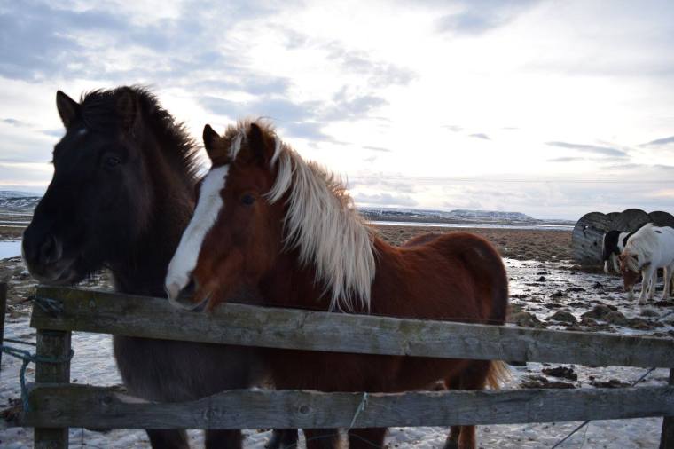 12525247_10100450844381391_7395093118430113079_o